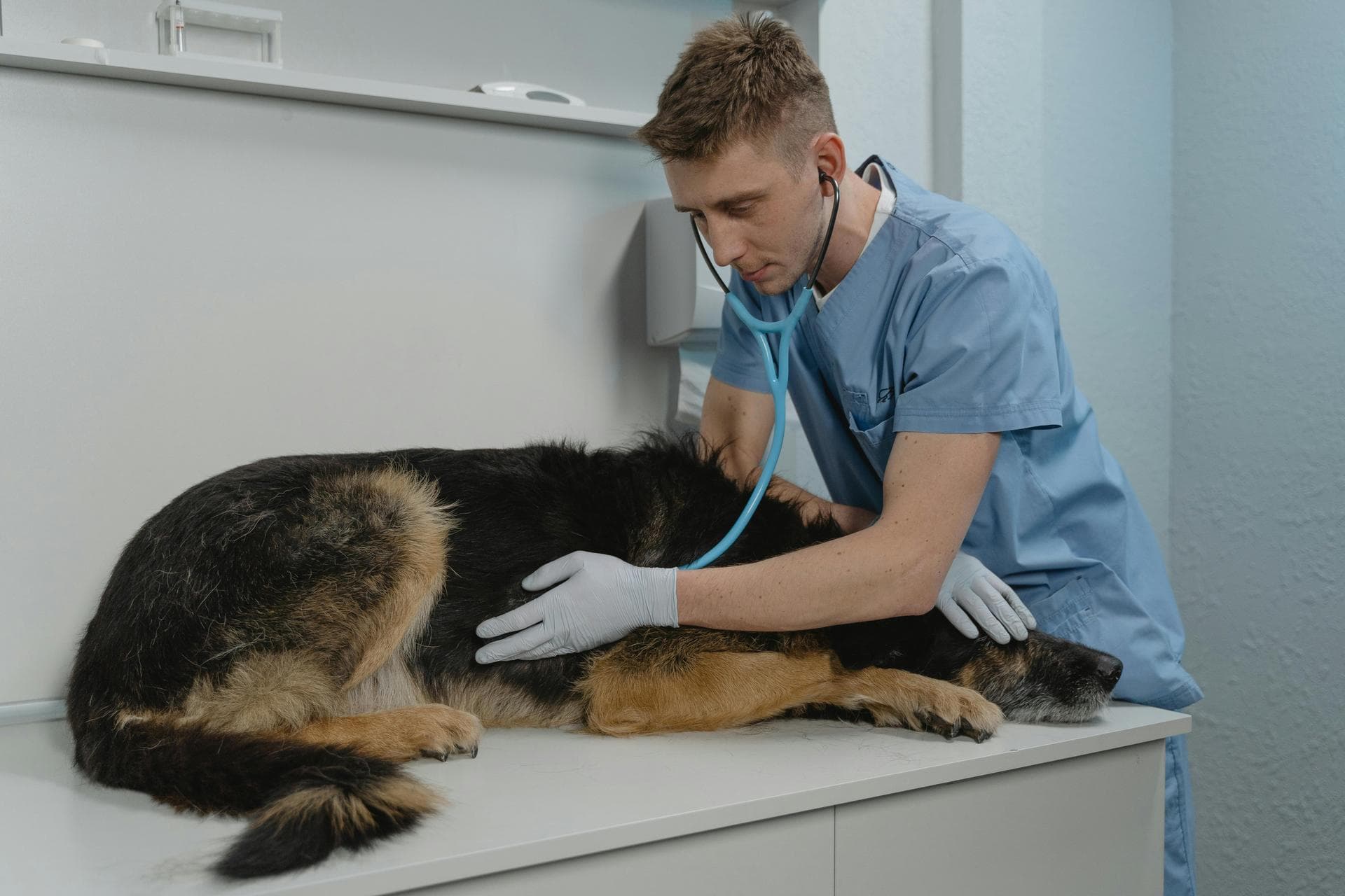 Emergency Vets in Dover
